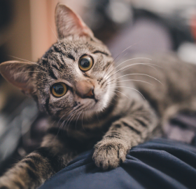 GATO-CORONAVIRUS