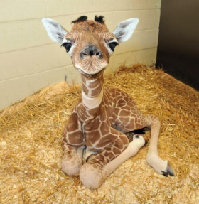 girafa