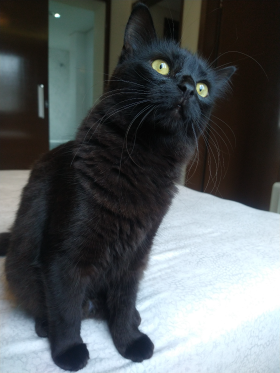 7º Frida