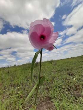 FLORA NATIVA - CATEGORIA II