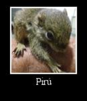 Esquilo