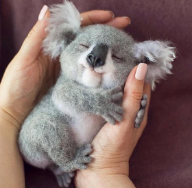 coala