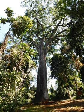 images (1)