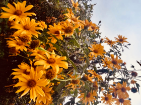 Flores Amarelas