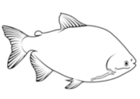 tambaqui-colossoma-macropomum-coloring-page