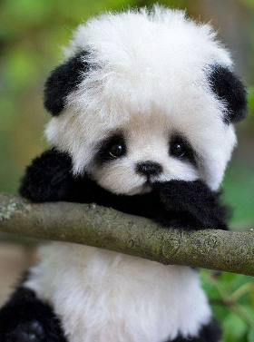 panda