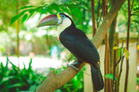 Tucano