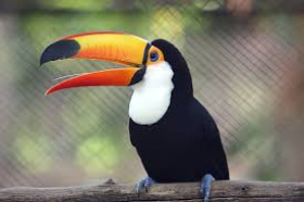 TUCANO