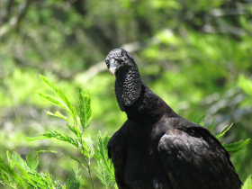 FAUNA NATIVA - CATEGORIA I