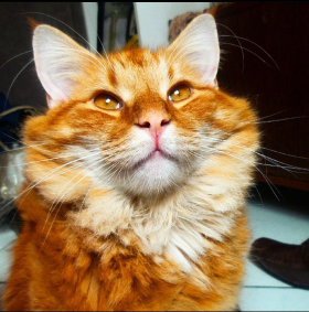 11º Hermes