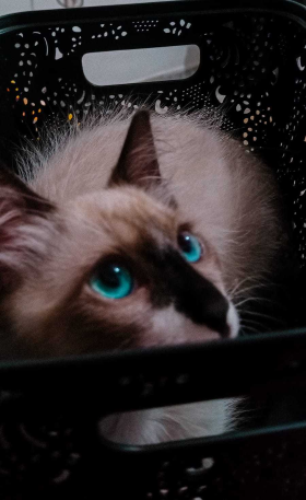 Meg