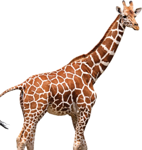 Girafa