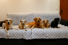 Leona, Sofia, Amora, Julie e Tutti_Thiago Guarniari