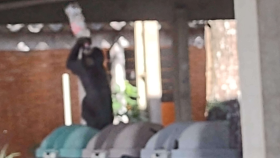 macaco_UEL