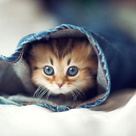 gato01