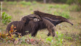 tamandua_bandeira_reproducao