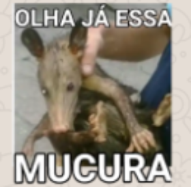 VOCÊ