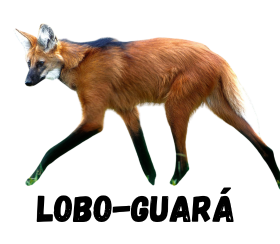LOBO-GUARÁ