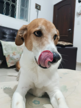 Hachi