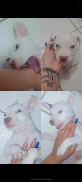 Iara